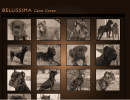 Bellissima Cane Corso