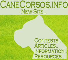 Cane Corso Information