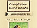 Companion Cane Corso