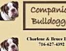Companion Olde English Bulldogges