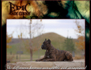 Epic Cane Corsos