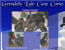 So Cal Cane Corso
