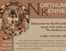 Northern-Inuits The WOLF Look - Alike