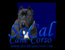 So Cal Cane Corso