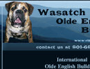 Olde English Bulldogge Stud