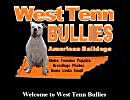 West Tenn American Bulldogs